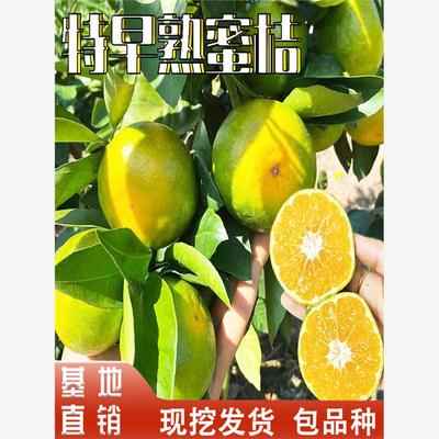特早熟蜜桔树苗南北方庭