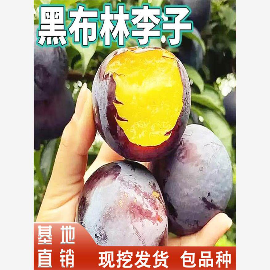 黑布林李子果树苗南北方地栽庭院特大果盆栽种植嫁接树苗黑布朗李