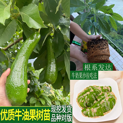 正宗牛油嫁接果苗墨西哥南北方种植鳄梨果苗当年结果庭院盆栽地栽