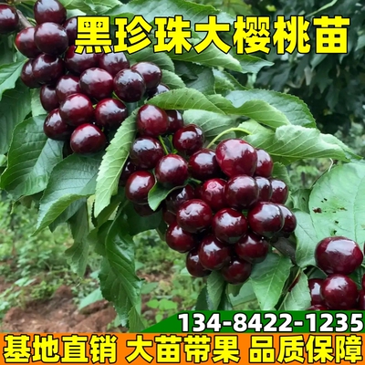 黑珍珠樱桃苗南北方庭院地栽特大果树盆栽嫁接车厘子树苗当年结果