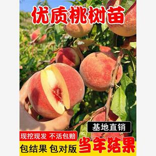 正宗桃树果苗冬桃油桃水蜜桃树苗南北方盆栽地栽庭院四季种植大树