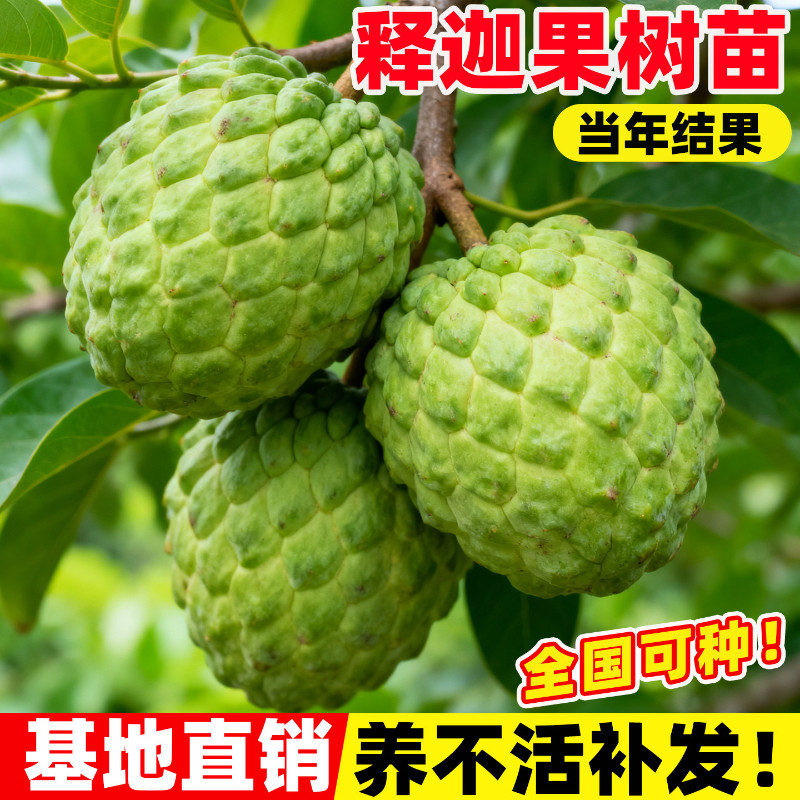 释迦果苗嫁接台湾凤梨释迦苗特大牛奶释迦番荔枝林檎南北方果树苗图片
