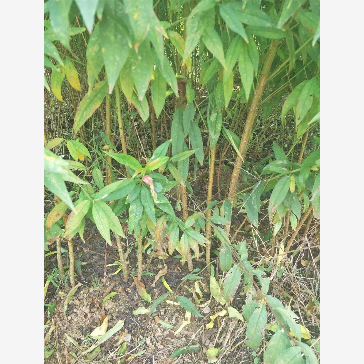 桃树苗毛桃实生苗占地直