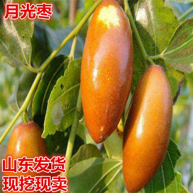 嫁接红枣树苗 子弹头枣树苗 尖尖枣马牙枣 月光枣树苗当年结果