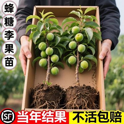 蜂糖李子树苗嫁接特大晚
