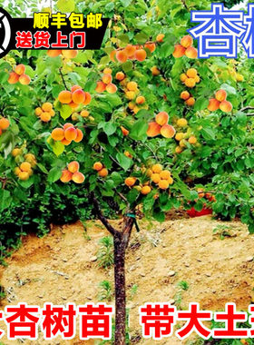 杏树树苗果苗特大嫁接早