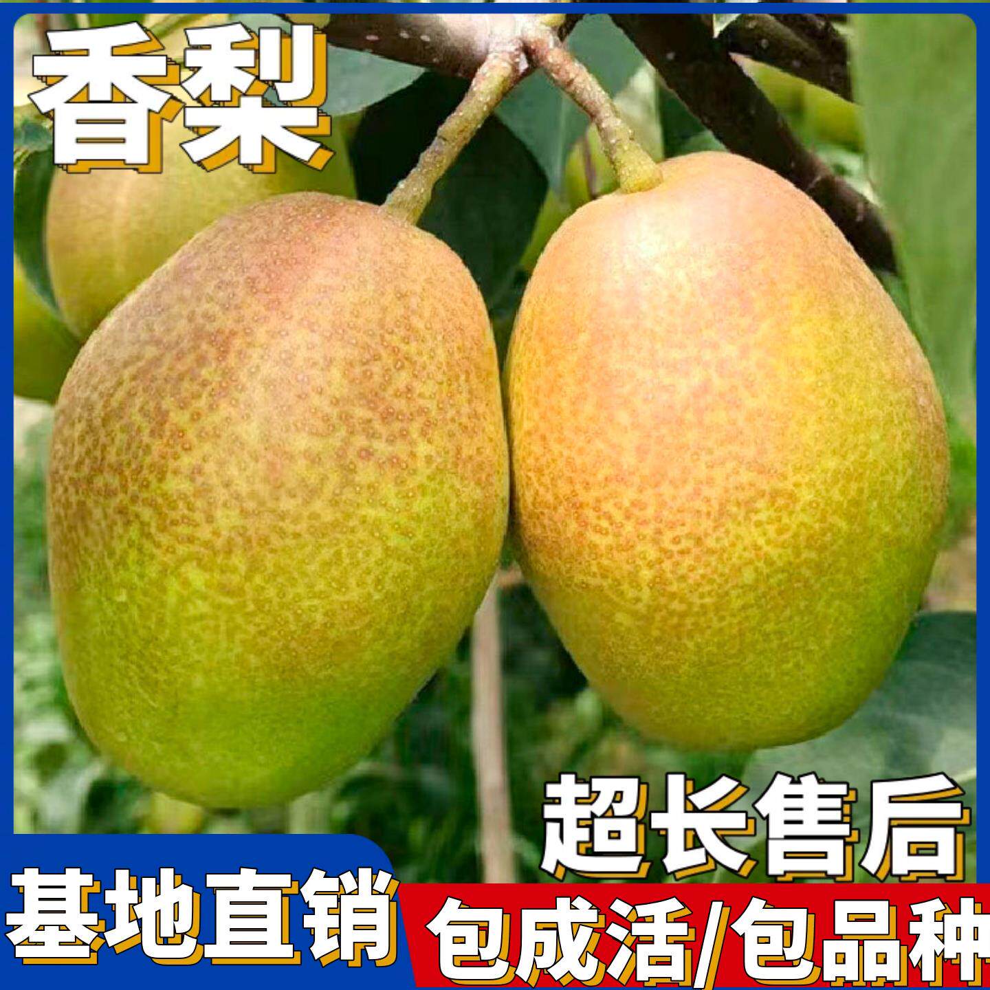 香梨树果苗嫁接新品种库尔勒玉露南北方种植特大盆栽活苗当年结果