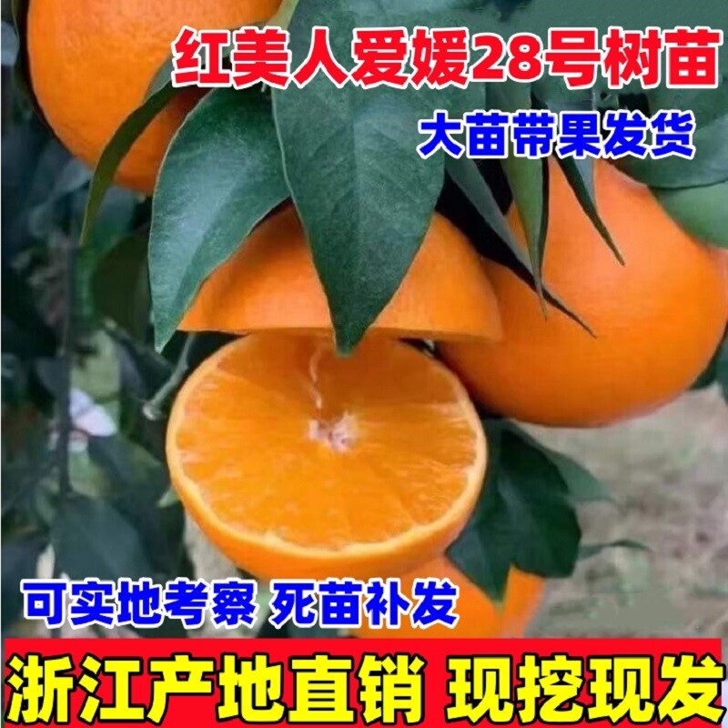 爱媛38号28号果冻橙苗特大橘子树柑桔南方种植盆栽地栽