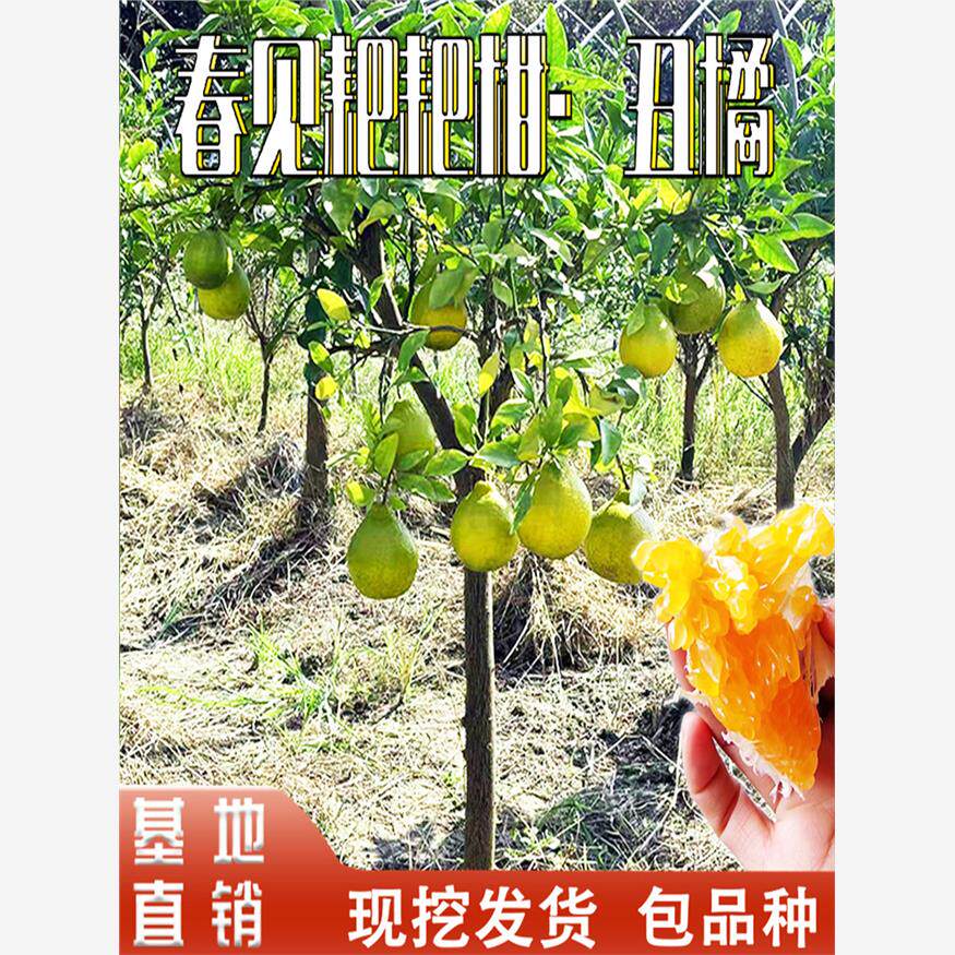 春见耙耙柑苗不知火丑橘树苗庭院盆栽地栽南北方种植嫁接当年结果