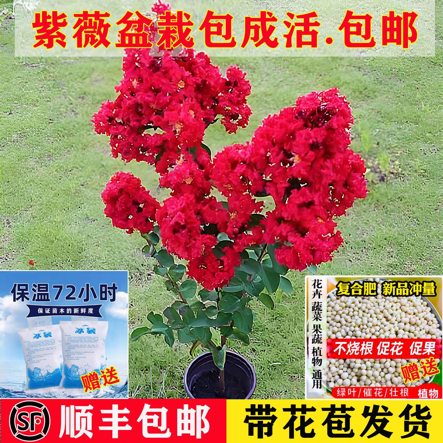 红火球紫薇庭院花卉植物盆栽紫薇花树苗庭院苗木绿化盆栽