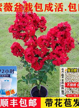 红火球紫薇庭院花卉植物盆栽紫薇花树苗庭院苗木绿化盆栽