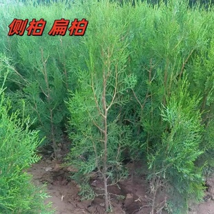 侧柏树苗扁柏圆柏松树头发树苗松柏塔柏侧柏叶松柏苗造林四季常青