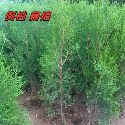 侧柏树苗扁柏圆柏松树头发树苗松柏塔柏侧柏叶松柏苗造林四季常青