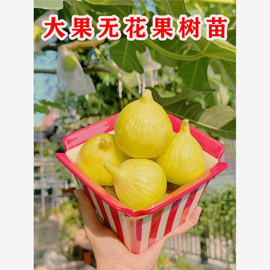四季特大紫果金傲芬无花果苗树当年结果庭院盆栽地栽南北方果树苗