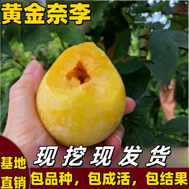 黄金奈李子树苗南北方庭院地栽盆栽嫁接果树苗脱骨特大果当年结果