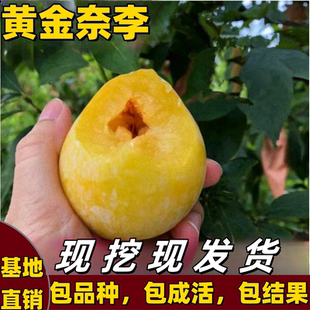 黄金奈李子树苗南北方庭院地栽盆栽嫁接果树苗脱骨特大果当年结果