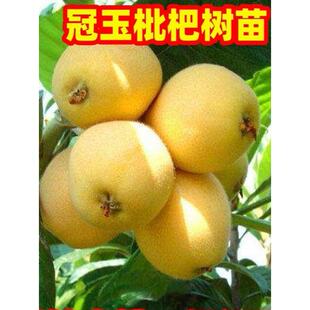 冠玉枇杷树苗南方北方庭院地栽大琵琶树果苗阳台盆栽嫁接当年结果