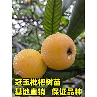 枇杷苗树冠玉枇杷树苗盆栽地栽南北方庭院种植琵琶果树苗现挖现发