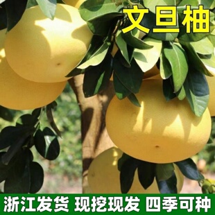柚子树苗文旦柚树苗玉环文旦柚子苗南北方庭院阳台盆栽地栽带土球