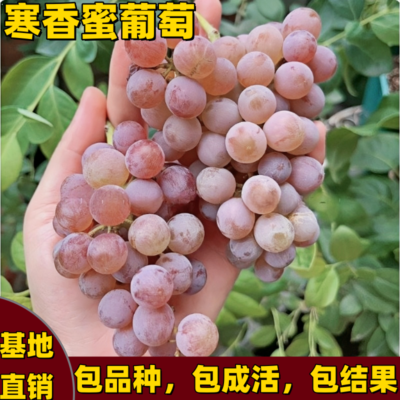寒香蜜葡萄树苗南北方种植爬藤特大号嫁接果树苗无籽耐寒当年结果