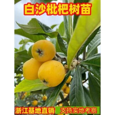 白沙枇杷树苗南北方庭院地栽盆栽嫁接大琵琶树苗当年结果带土带叶