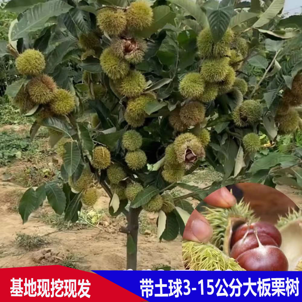 特大板栗果树大红袍嫁接栗子树苗南北方地栽盆栽庭院种植当年结果