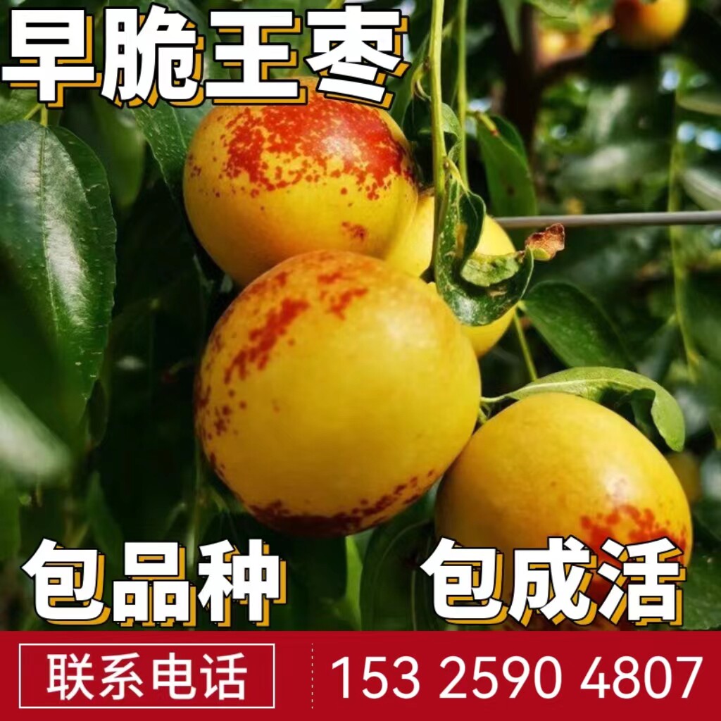 早脆王枣苗南北方庭院地栽枣子特大果树盆栽嫁接枣树活苗当年结果