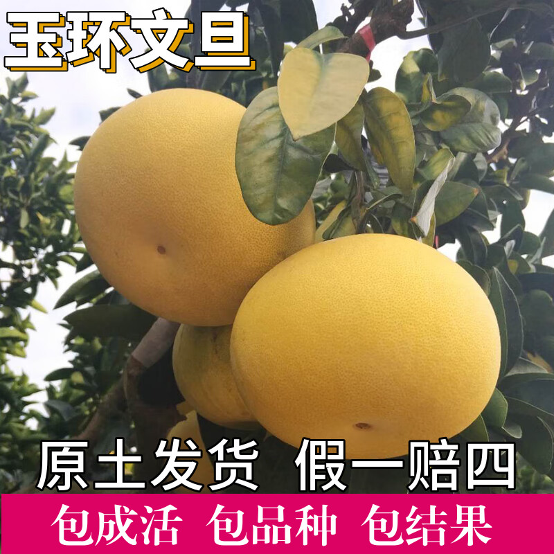 玉环文旦柚子树苗南北方种植耐寒特大树苗盆栽嫁接带土球当年结果图片