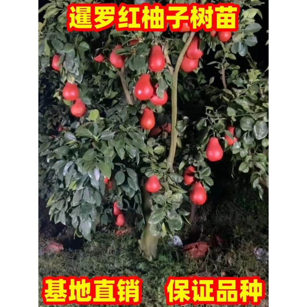 泰国暹罗红柚子树苗红皮柚子树苗庭院阳台盆栽地栽香水红柚果树苗