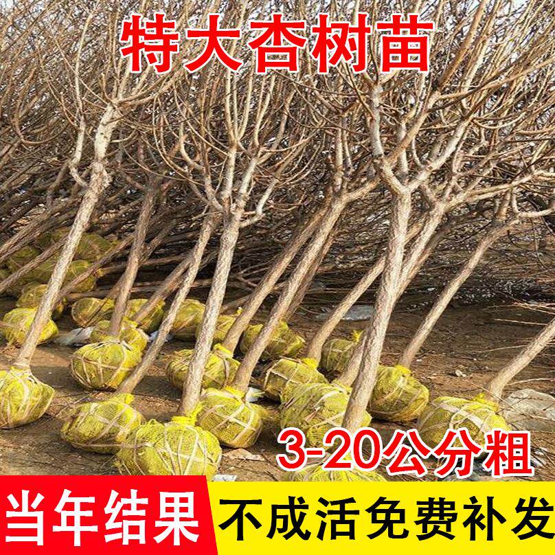 特大杏树果苗新品种香蜜杏和田杏南方北方四季种植别墅庭院嫁接大