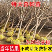 特大杏树果苗新品 种香蜜杏和田杏南方北方四季 种植别墅庭院嫁接大