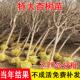 特大杏树果苗新品 种香蜜杏和田杏南方北方四季 种植别墅庭院嫁接大