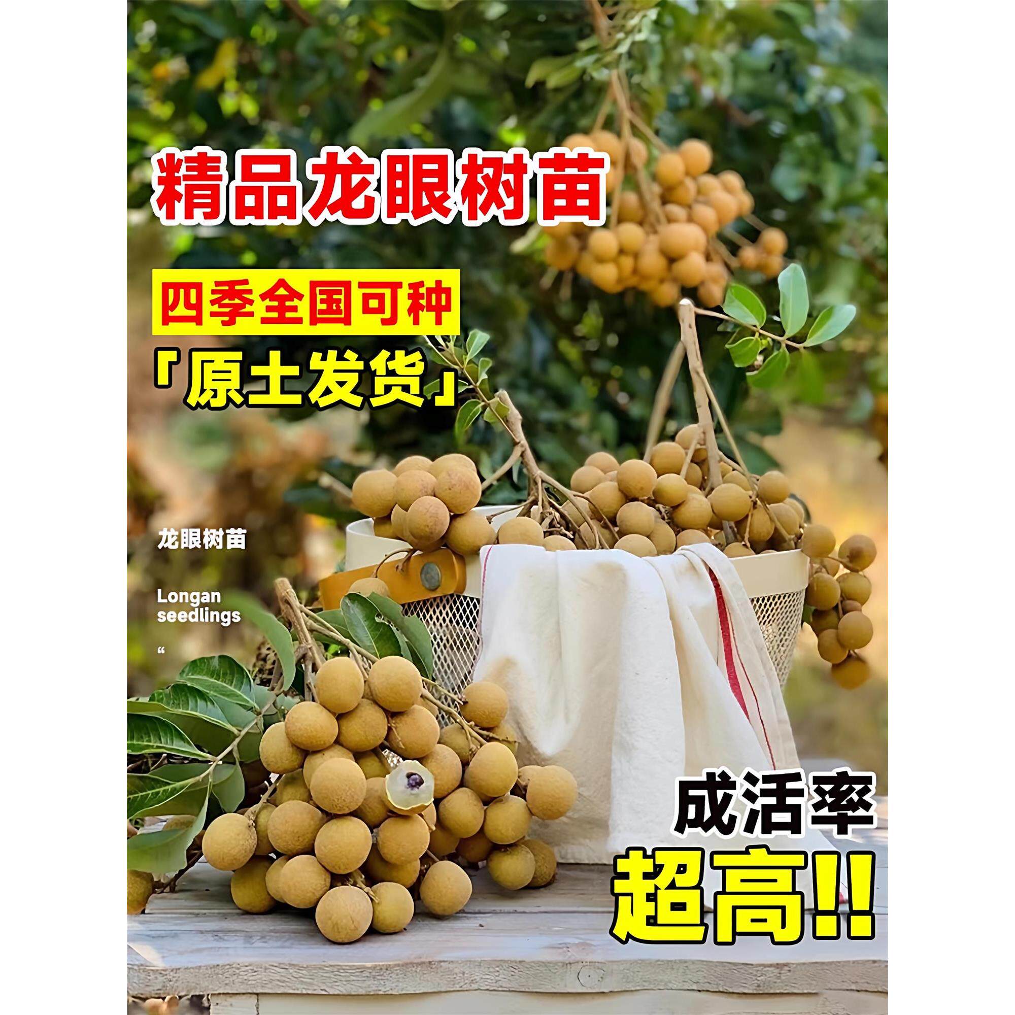 龙眼树大苗嫁接苗果苗储良四季矮化老桩石峡龙眼树特大号桂圆树苗