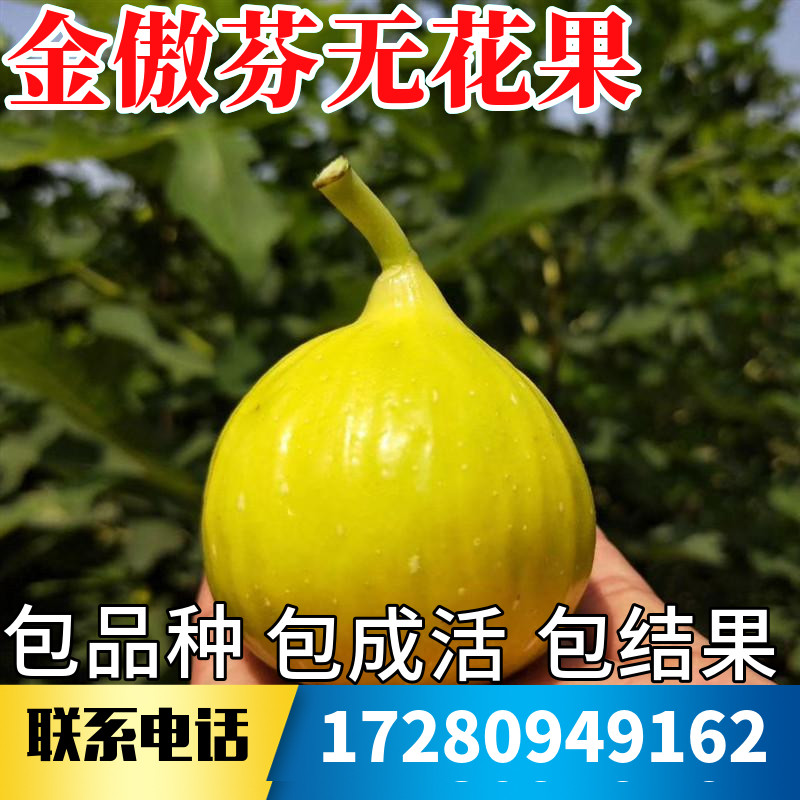 金傲芬无花果苗树南北方耐寒特大果阳台盆栽嫁接矮化老桩当年结果