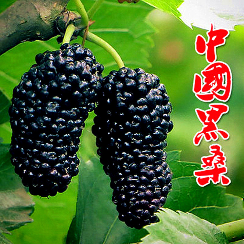 果树苗桑树苗桑葚苗桑枣树桑果蚕饲料盆庭院栽苗地栽南方北方种植