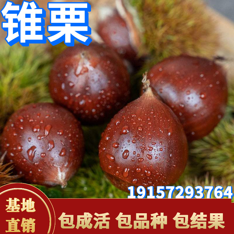 锥栗苗板栗树嫁接南北方种植庭院阳台树苗地载盆栽特大苗当年结果