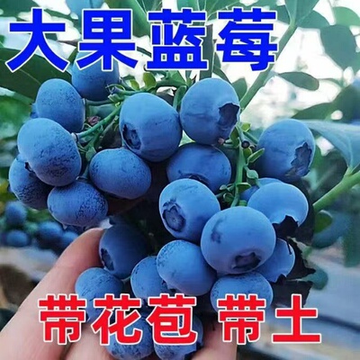 特大蓝莓树果苗带果发大果蓝莓树苗南方北方盆栽地栽四季种植果树