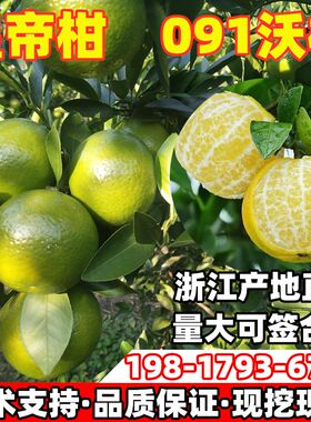 广西武鸣无籽沃柑橘子果树苗皇帝柑果树苗柑橘苗庭院地栽当年结果