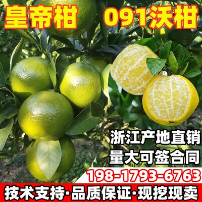 广西武鸣无籽沃柑橘子果树苗皇帝柑果树苗柑橘苗庭院地栽当年结果