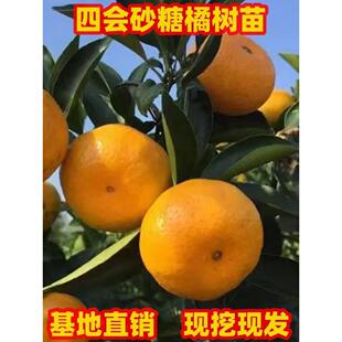 四会砂糖橘树苗南方庭院地栽北方阳台盆栽正宗柑橘果树苗现挖现发