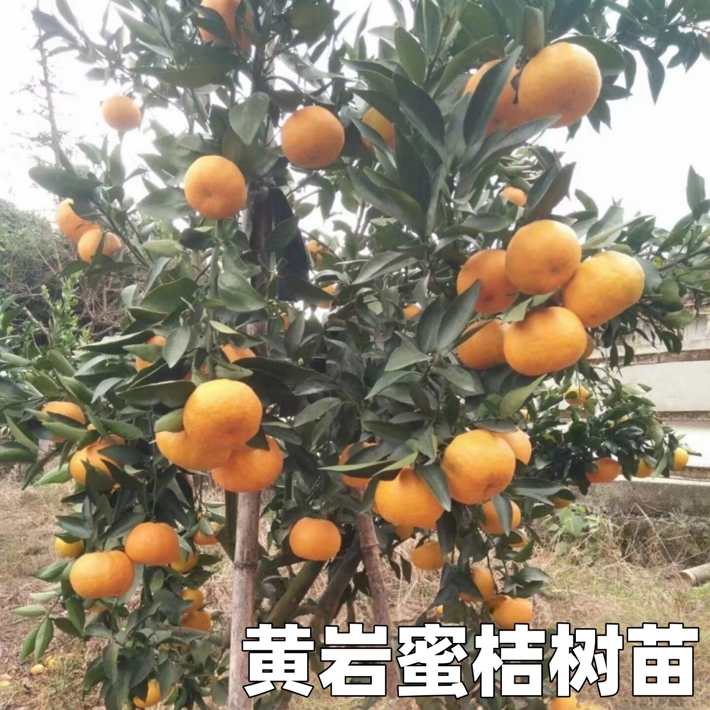 黄岩蜜桔果树苗庭院地栽阳台盆栽橘子树嫁接桔子果树苗现挖现发苗