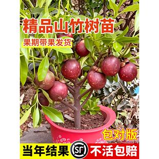 山竹树苗带果庭院盆栽无核嫁接果树苗种植南北方庭院果苗当年结果
