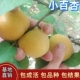 小百杏树苗特大嫁接果树盆栽地载庭院耐寒早熟南北方种植当年结果