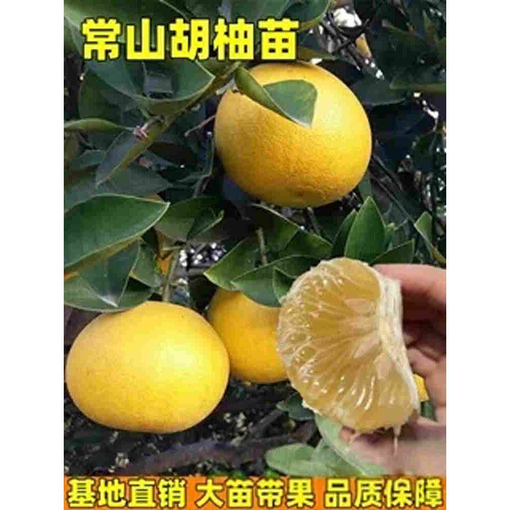 常山胡柚树苗南北方庭院地栽胡柚大树苗阳台盆栽嫁接树苗现挖现发