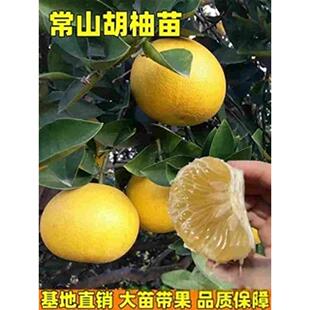 常山胡柚树苗南北方庭院地栽胡柚大树苗阳台盆栽嫁接树苗现挖现发