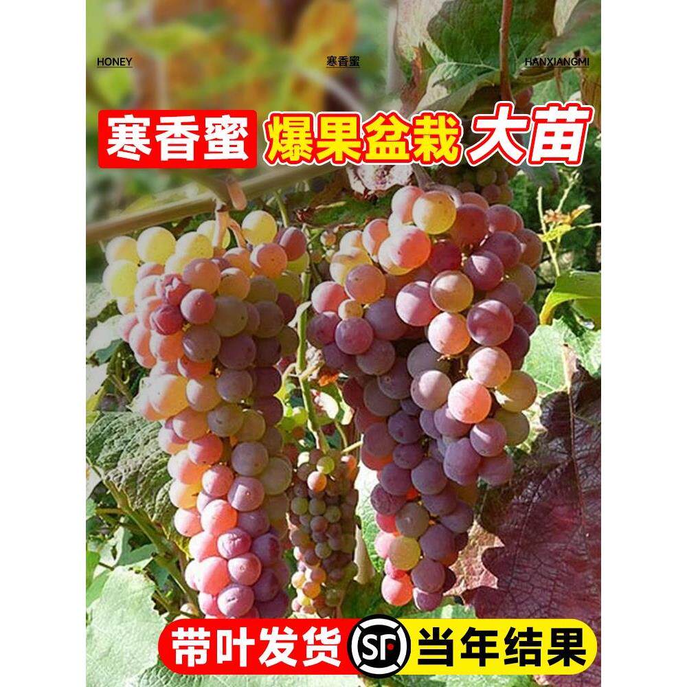 寒香蜜葡萄苖带土发货盆栽圆叶葡萄大苗阳光玫瑰果树苗南北方种植