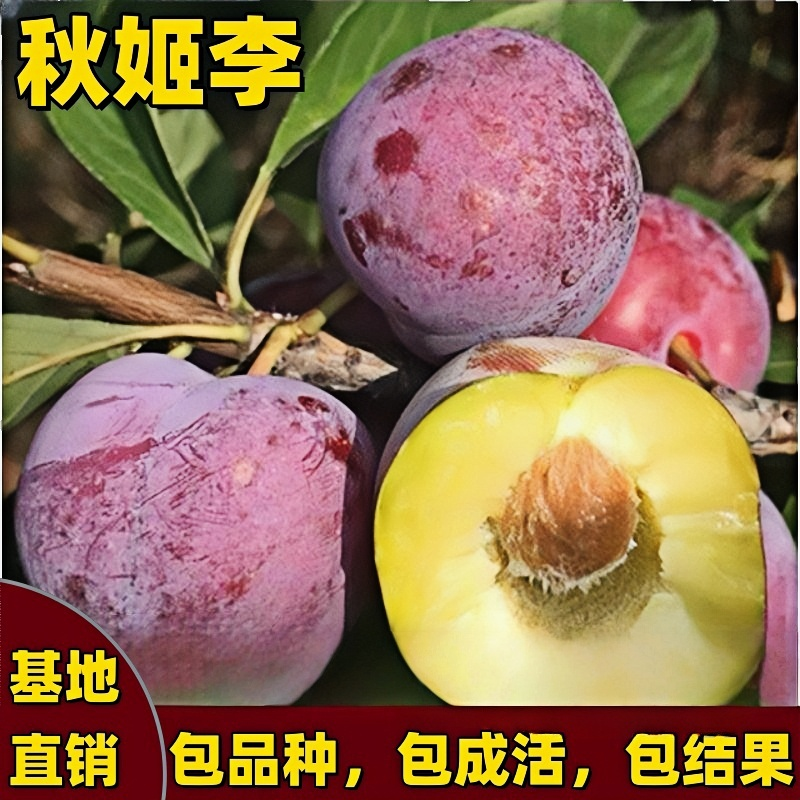 秋姬李子树苗南北方庭院地栽盆栽嫁接果树晚熟耐寒特大果当年结果