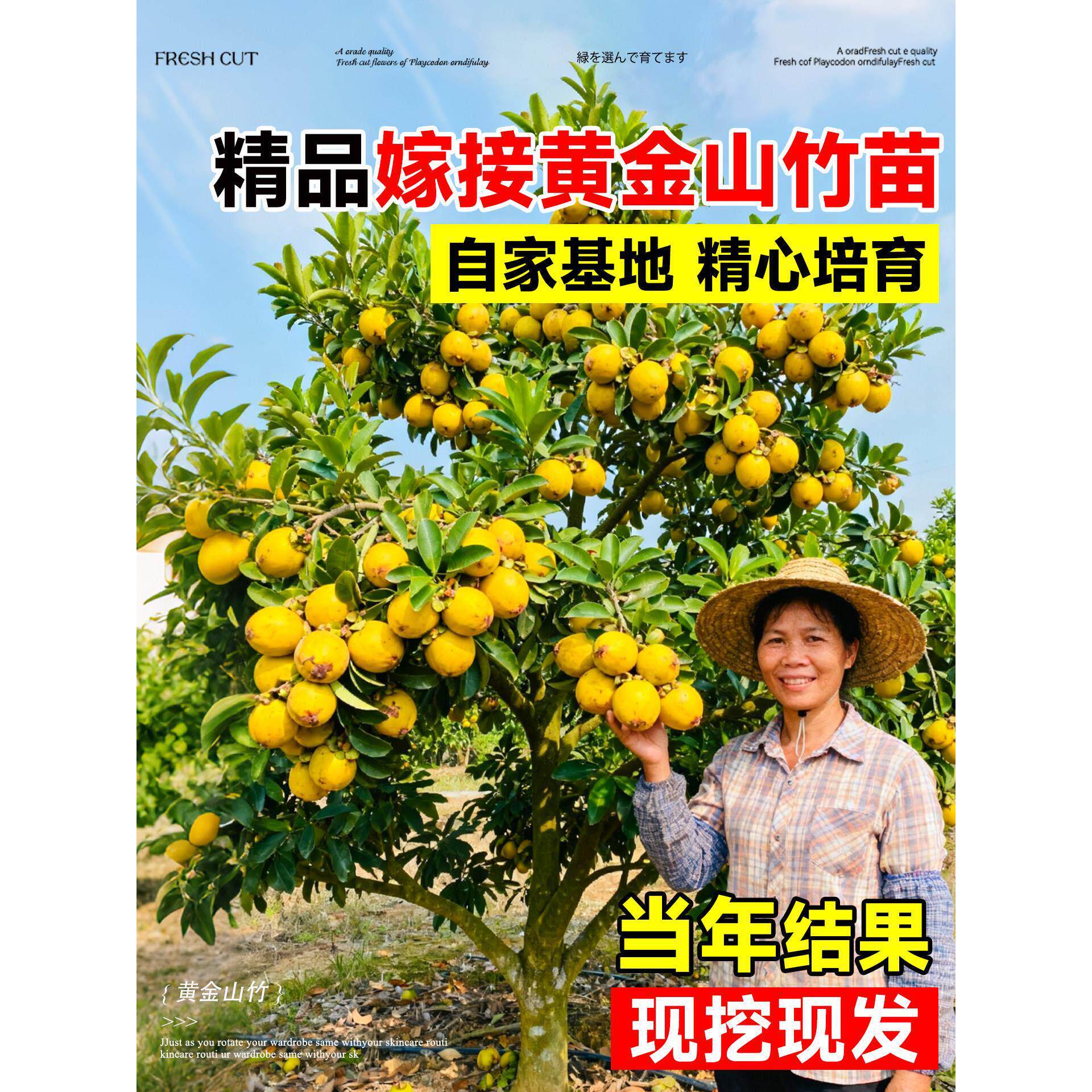 黄金山竹树苗盆栽岭南正宗山竹嫁接无籽果树四季种植耐寒地栽果苗