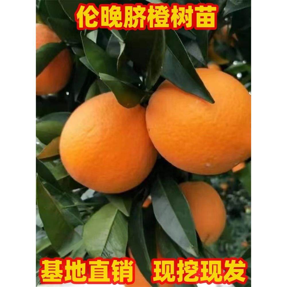 橙子树苗伦晚脐橙树苗南北方庭院种植阳台盆栽果树嫁接苗现挖现发