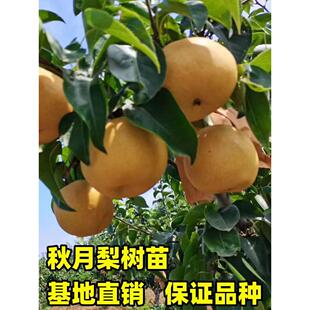 嫁接梨树苗秋月梨苗盆栽庭院地栽果树苗秋月梨子树苗南方北方种植